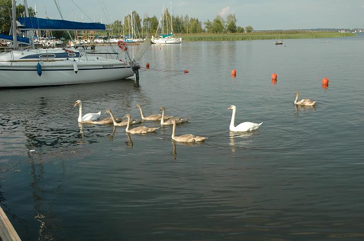 wilkasy13.jpg